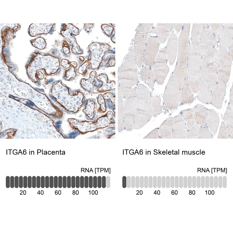 Analysis in human placenta and skeletal muscle tissues using NBP3-44394 antibody. Corresponding Integrin alpha 6/CD49f RNA-seq data are presented for the same tissues.