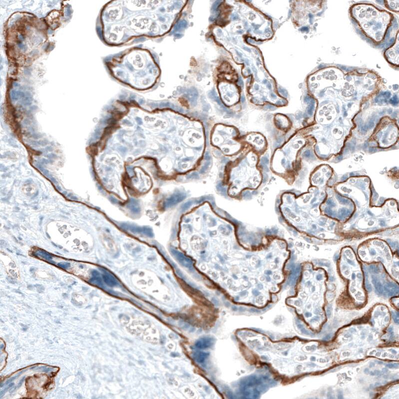 Staining of human placenta shows strong basement membrane positivity in trophoblastic cells.