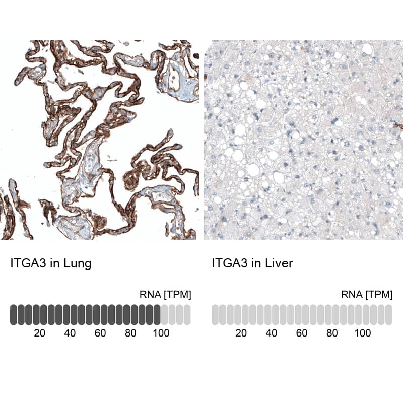 Analysis in human lung and liver tissues using NBP3-44395 antibody. Corresponding Integrin alpha 3/CD49c RNA-seq data are presented for the same tissues.
