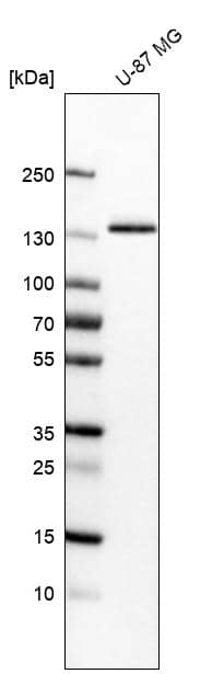 Analysis in human cell line U-87 MG.