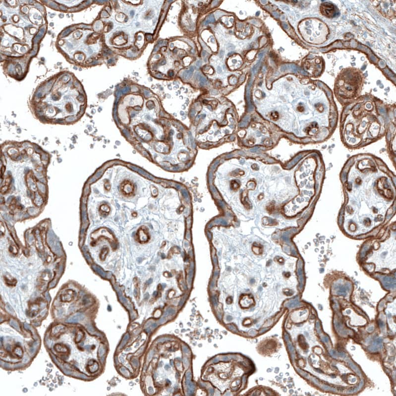 Staining of human placenta shows strong membranous positivity in trophoblastic cells.