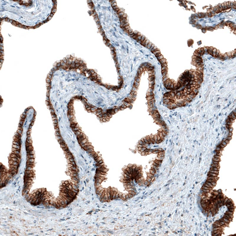 Staining of human prostate shows strong membranous positivity in glandular cells.