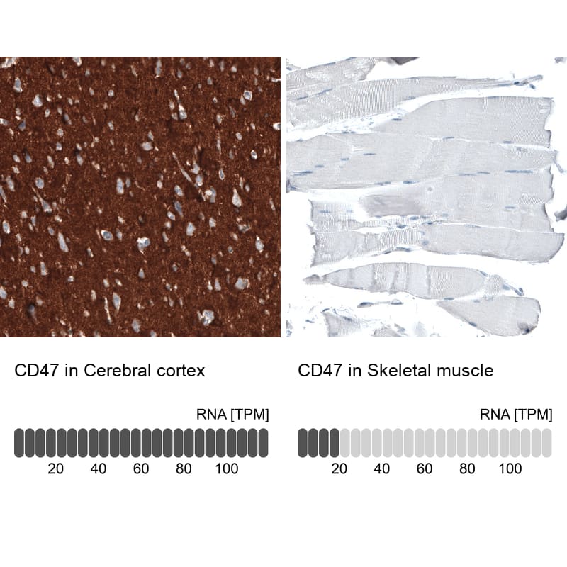 Analysis in human cerebral cortex and skeletal muscle tissues using NBP3-44397 antibody. Corresponding CD47 RNA-seq data are presented for the same tissues.