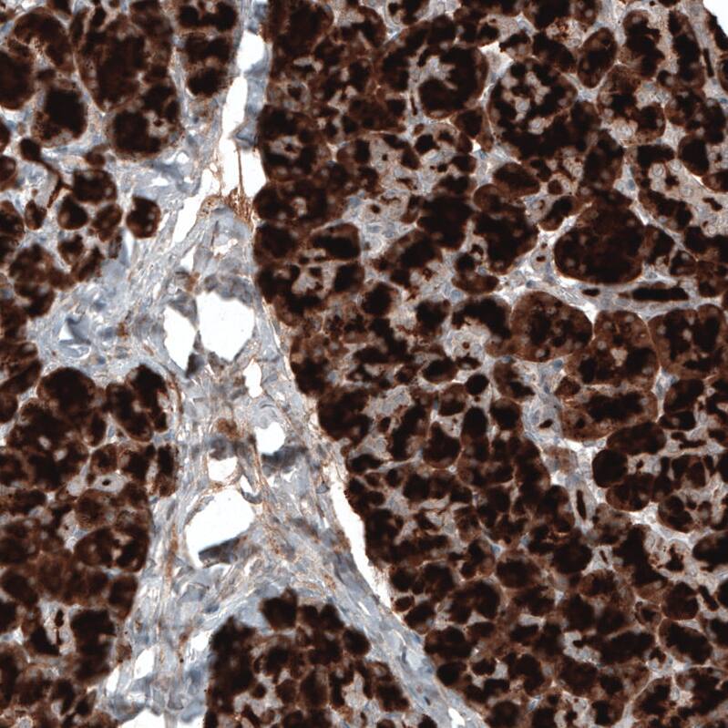 Staining of human pancreas shows strong cytoplasmic positivity in exocrine glandular cells.