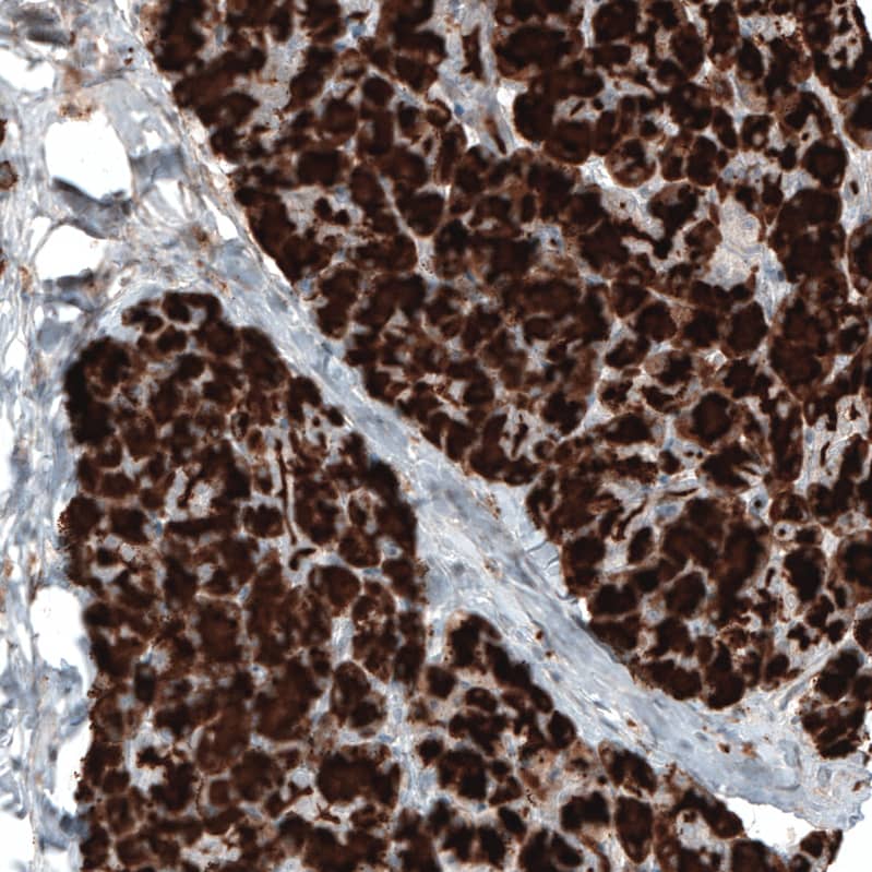 Staining of human pancreas shows strong cytoplasmic positivity in exocrine glandular cells.
