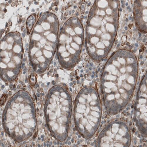 Staining of human colon shows strong positivity in basement membrane of glandular epithelium.