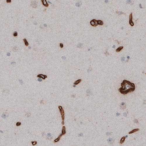 Staining of human cortex shows strong immunoreactivity in endothelial cells.