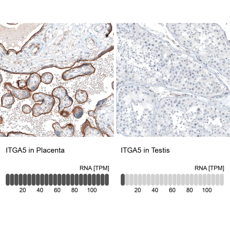 Analysis in human placenta and testis tissues using NBP3-44403 antibody. Corresponding Integrin alpha 5/CD49e RNA-seq data are presented for the same tissues.