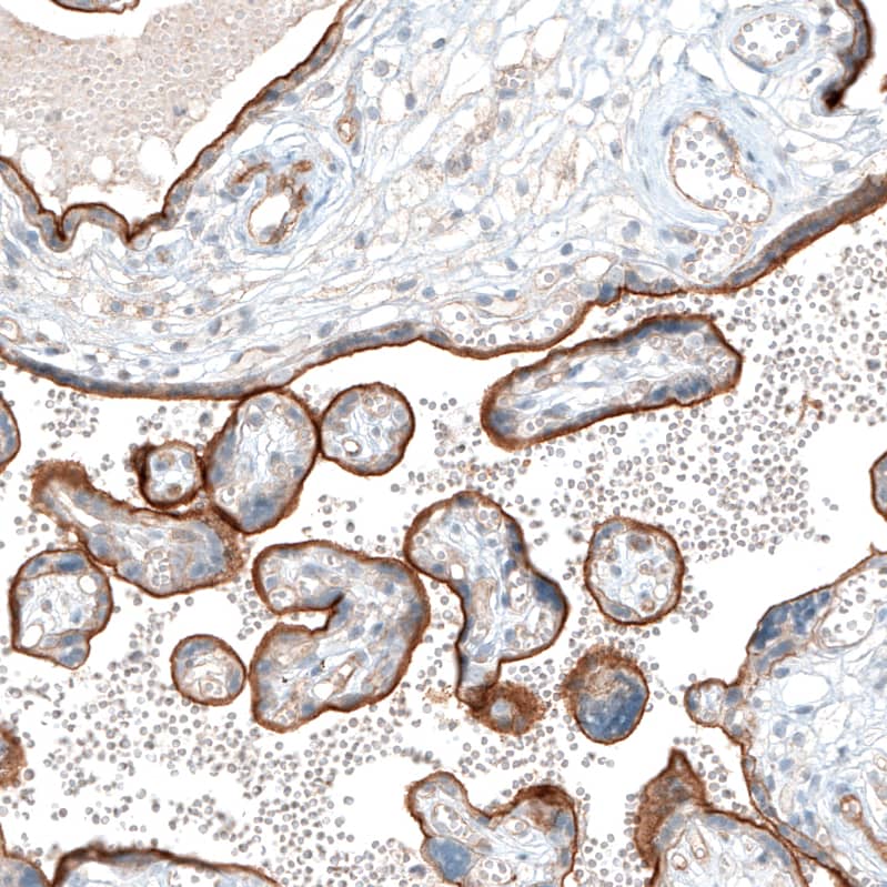 Staining of human placenta shows strong apical membrane positivity in trophoblastic cells.
