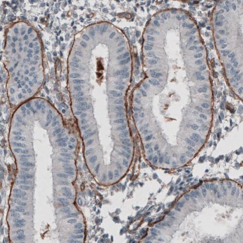 Staining of human endometrium shows strong positivity in basement membrane of glandular epithelium.
