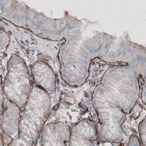 Staining of human stomach shows strong immunoreactivity in basement membrane of glandular epithelium.