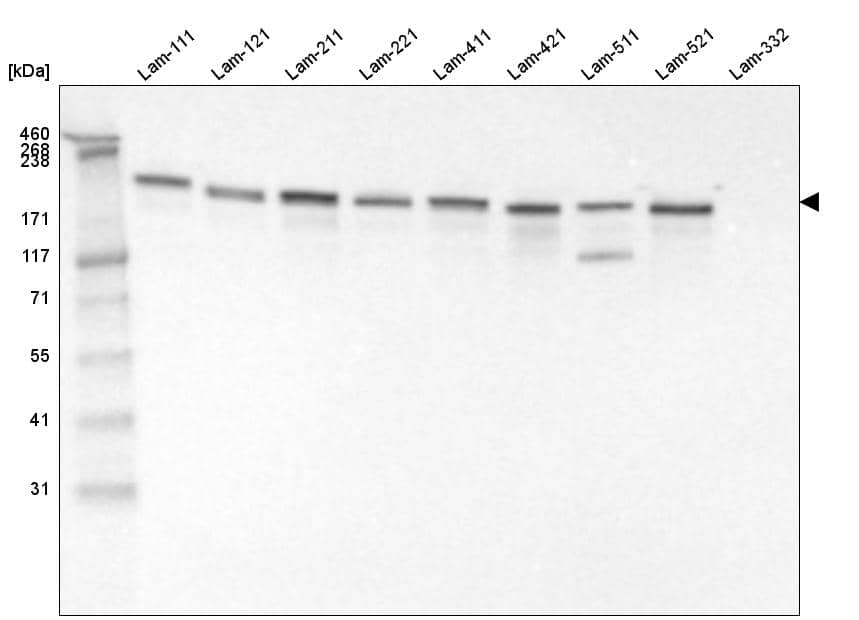 Analysis of purified human recombinant Laminin-111, Laminin-121, Laminin-211, protein Laminin-221, Laminin-411, Laminin-421, Laminin-511, Laminin-521 and Laminin-332.