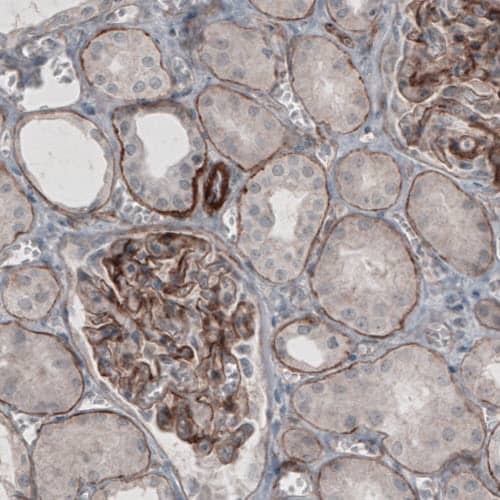 Staining of human kidney shows strong immunoreactivity in basement membrane of renal tubules and membranous positivity in glomeruli.