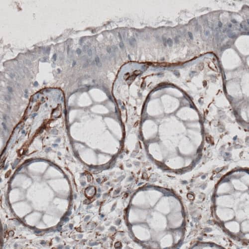 Staining of human rectum shows strong immunoreactivity in basement membrane of glandular epithelium.