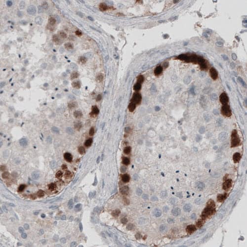 Staining of human testis shows strong nuclear immunoreactivity in a subset of cells in seminiferous tubules.