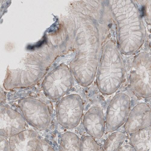 Staining of human stomach shows positivity in basement membrane of glandular epithelium.