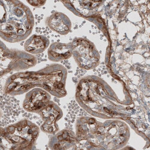 Staining of human placenta shows moderate immunoreactivity in basement membrane of trophoblast and in endothelium.