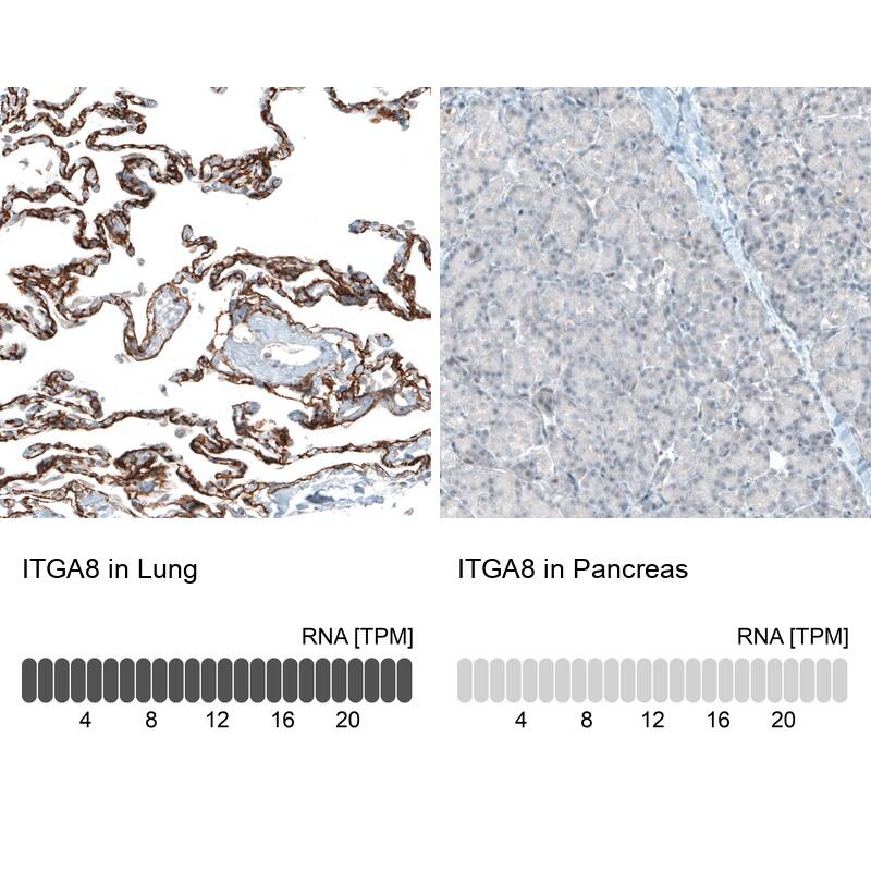 Analysis in human lung and pancreas tissues using NBP3-44412 antibody. Corresponding Integrin alpha 8 RNA-seq data are presented for the same tissues.