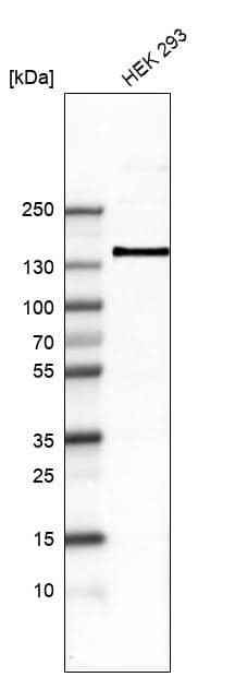 Analysis in human cell line HEK 293.