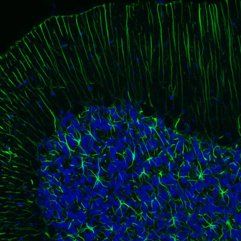 Staining of rat brain shows strong positivity in astrocytes in the cerebellum.