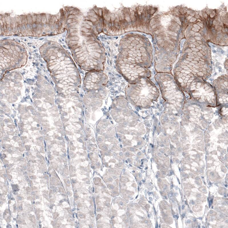 Staining of human stomach shows moderate positivity in basement membrane of glandular cells.