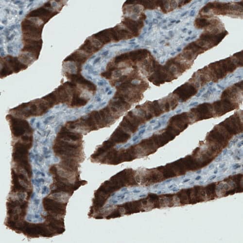 Staining of human fallopian tube shows strong immunoreactivity in glandular epithelium cells.