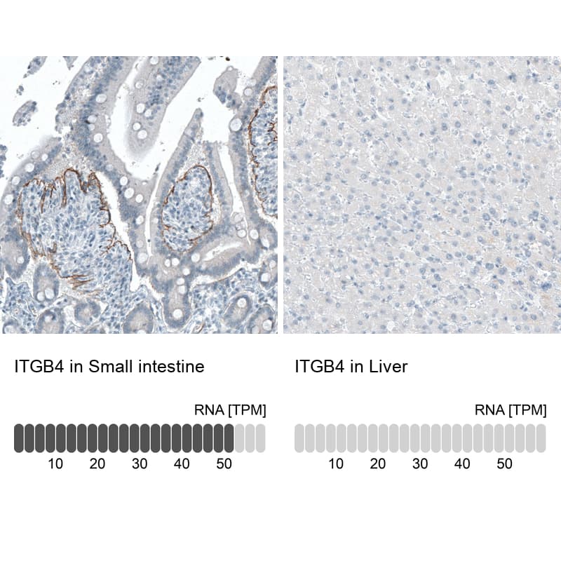 Analysis in human small intestine and liver tissues using NBP3-44419 antibody. Corresponding Integrin beta 4/CD104 RNA-seq data are presented for the same tissues.