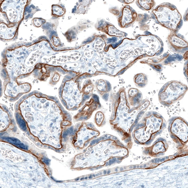 Staining of human placenta shows moderate to strong positivity in basement membrane of trophoblastic cells.