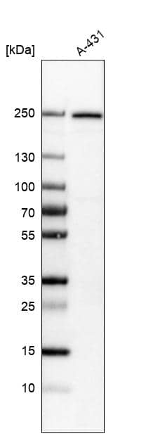 Analysis in human cell line A-431.
