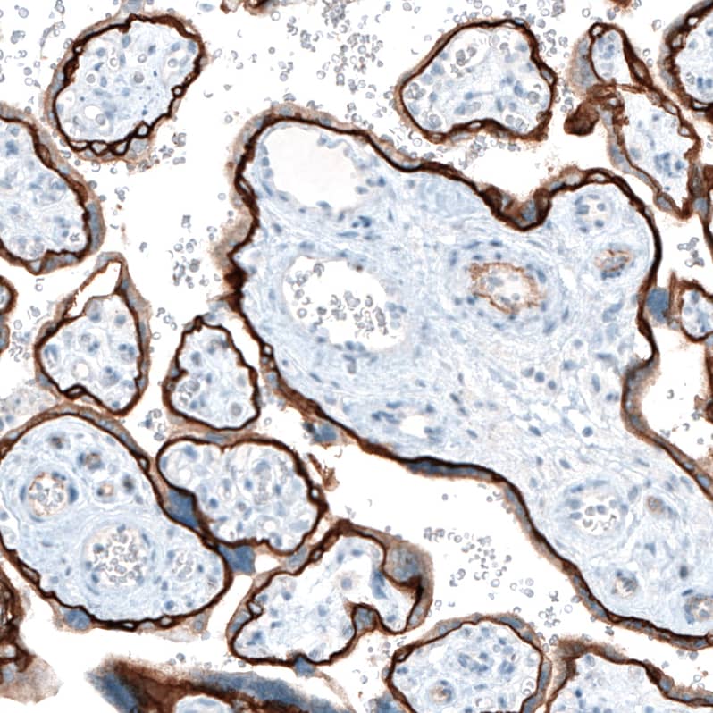 Staining of human placenta shows strong positivity in basement membrane of trophoblastic cells.