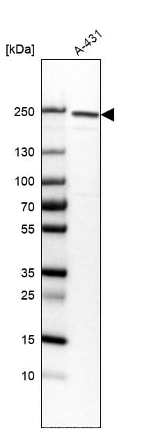 Analysis in human cell line A-431.