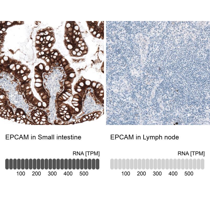 Analysis in human small intestine and lymph node tissues using NBP3-44422 antibody. Corresponding EpCAM/TROP1 RNA-seq data are presented for the same tissues.