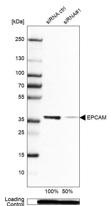 Analysis in Caco-2 cells transfected with control siRNA, target specific siRNA probe #1, using Anti-EpCAM/TROP1 antibody. Remaining relative intensity is presented. Loading control: Anti-PPIB.