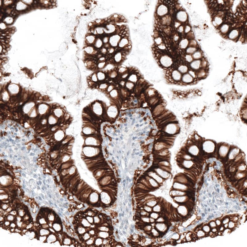 Staining of human small intestine shows strong membranous positivity in glandular cells.