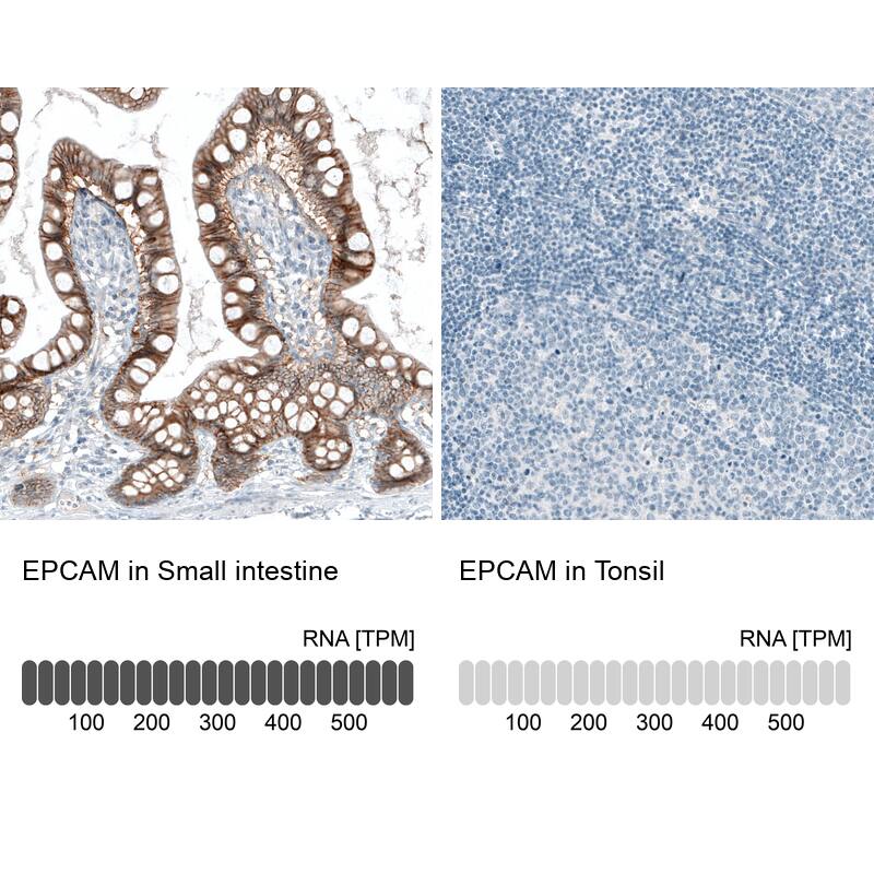 Analysis in human small intestine and tonsil tissues using NBP3-44423 antibody. Corresponding EpCAM/TROP1 RNA-seq data are presented for the same tissues.