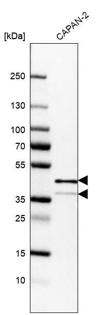 Analysis in human cell line CAPAN-2.