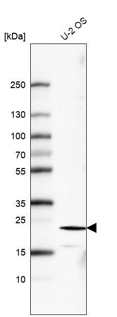 Analysis in human cell line U-2 OS.