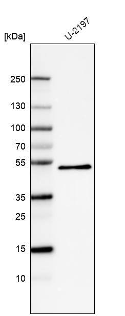 Analysis in human cell line U-2197.
