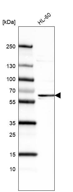 Analysis in human cell line HL-60.