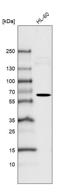 Analysis in human cell line HL-60.