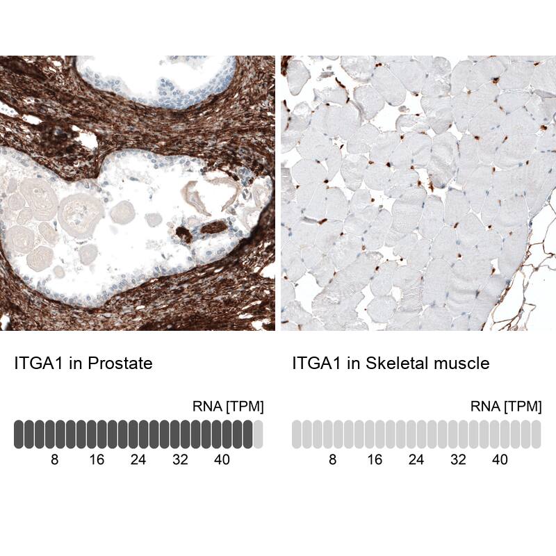 Analysis in human prostate and skeletal muscle tissues using NBP3-44430 antibody. Corresponding Integrin alpha 1/CD49a RNA-seq data are presented for the same tissues.