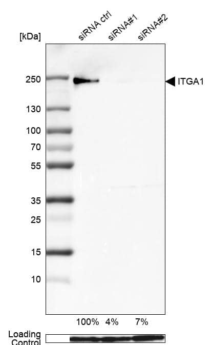 Analysis in U-138MG cells transfected with control siRNA, target specific siRNA probe #1 and #2, using Anti-Integrin alpha 1/CD49a antibody. Remaining relative intensity is presented. Loading control: Anti-GAPDH.