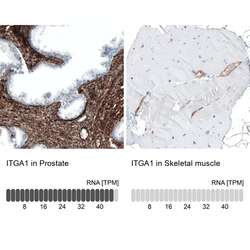 Analysis in human prostate and skeletal muscle tissues using NBP3-44431 antibody. Corresponding Integrin alpha 1/CD49a RNA-seq data are presented for the same tissues.