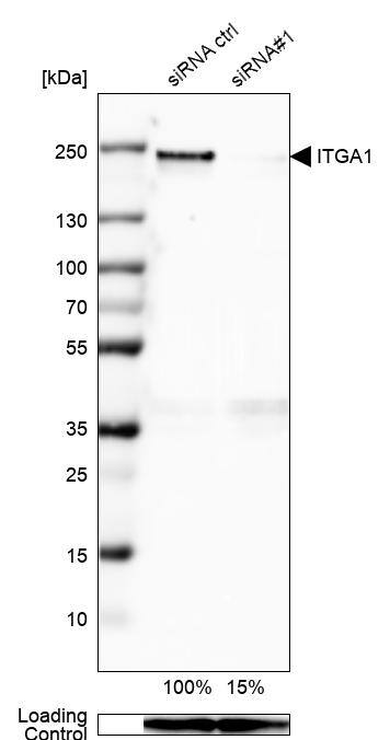 Analysis in U-138MG cells transfected with control siRNA, target specific siRNA probe #1, using Anti-Integrin alpha 1/CD49a antibody. Remaining relative intensity is presented. Loading control: Anti-GAPDH.