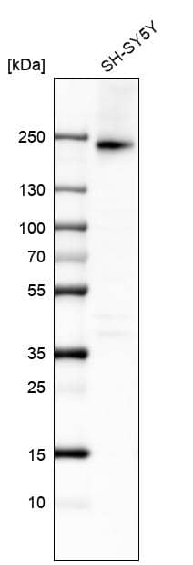 Analysis in human cell line SH-SY5Y.