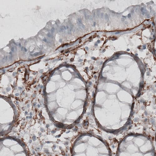 Staining of human rectum shows strong positivity in basement membrane of glandular epithelium.