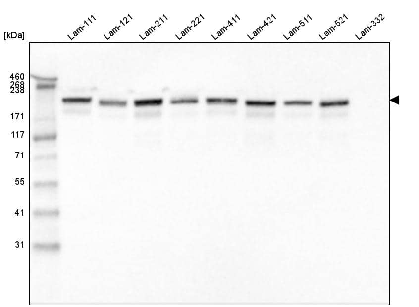 Analysis of purified human recombinant Laminin-111, Laminin-121, Laminin-211, Laminin-221, Laminin-411, Laminin-421, Laminin-511, Laminin-521 and Laminin-332.