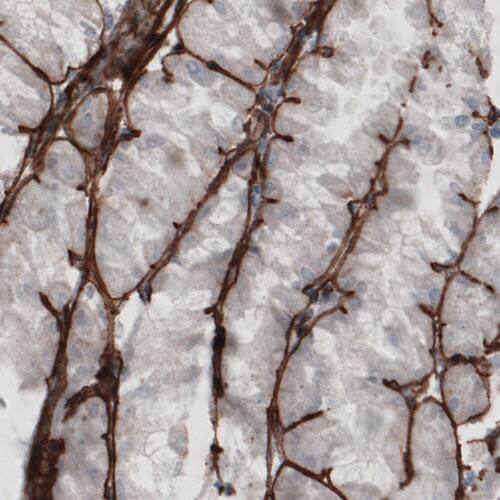 Staining of human stomach shows strong immunoreactivity in basement membrane of glandular epithelium.