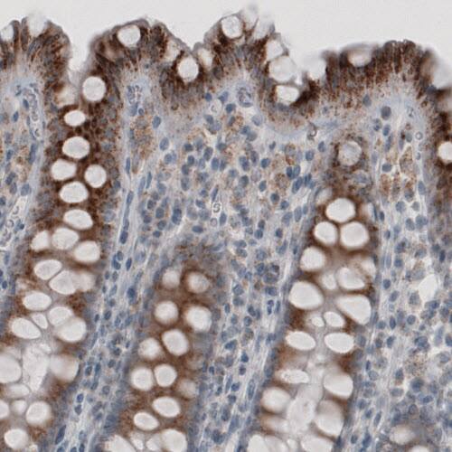 Staining of human colon shows granular cytoplasmic immunoreactivity in glandular cells.