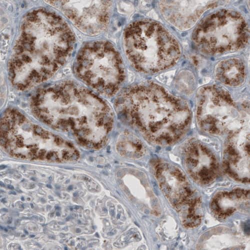 Staining of human kidney shows granular cytoplasmic immunoreactivity in renal tubules.